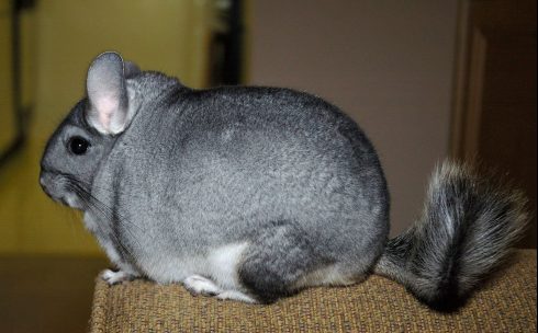 long-tailed chinchilla
