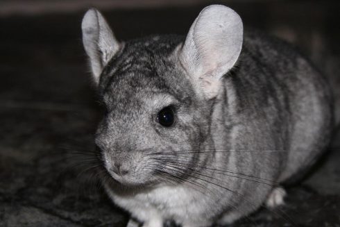 long-tailed chinchilla