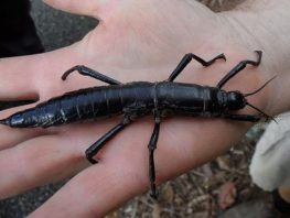 Lord Howe Island Stick Insect