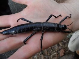 Lord Howe Island Stick Insect