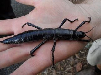 Lord Howe Island Stick Insect