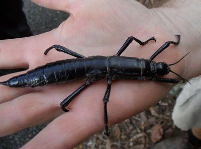 Lord Howe Island Stick Insect