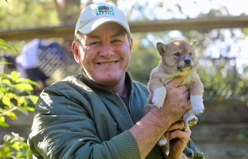 Lucky Dingo Puppy Australian Reptile Park