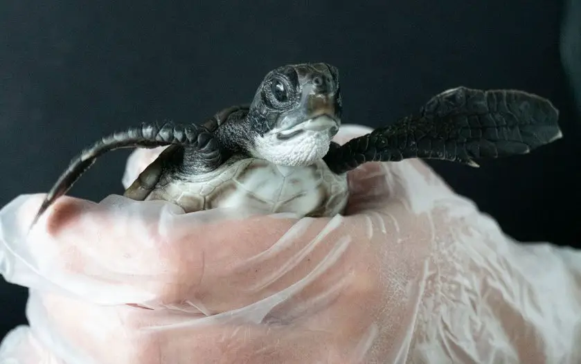 Lucky the Rescued Sea Turtle
