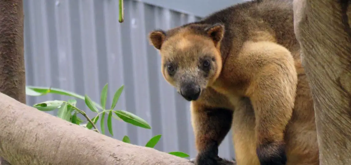 Lumholtz's Tree Kangaroo (Dendrolagus lumholtzi)