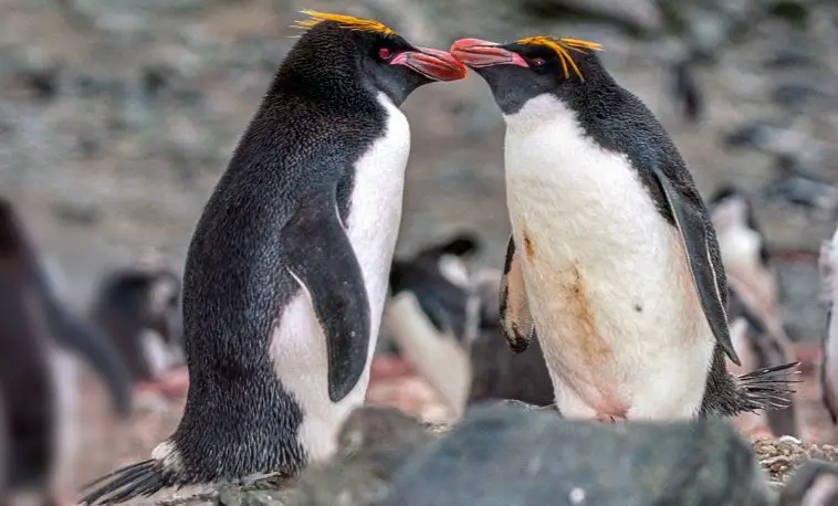 Macaroni penguin