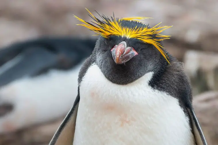 macaroni penguin