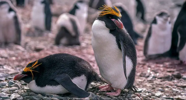 Macaroni penguin