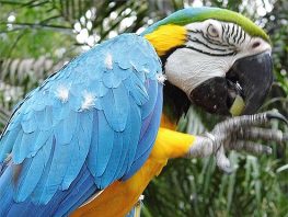 macaw