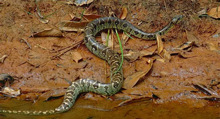 Madagascan Tree Boa