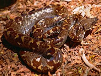 Madagascan Tree Boa