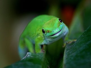 madagascar day gecko