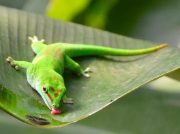 madagascar day gecko