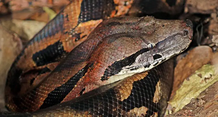 Madagascar Ground Boa