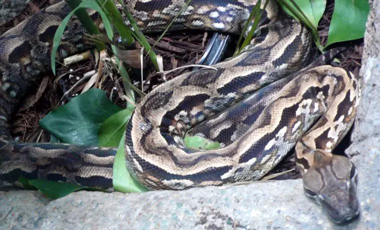 Madagascar Ground Boa