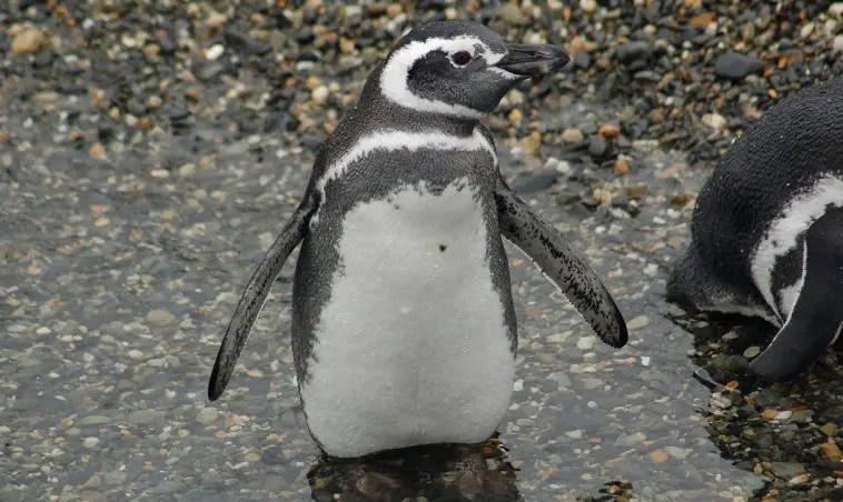Spheniscus magellanicus