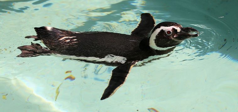Spheniscus magellanicus