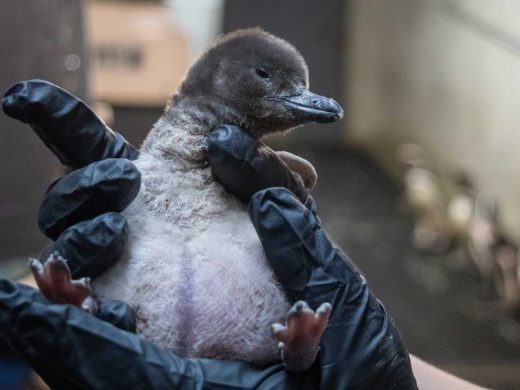 Magellanic penguin Chick at Potter Park Zoo