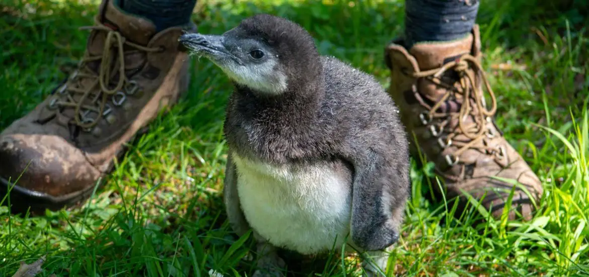 Magellanic penguin Chick at Potter Park Zoo