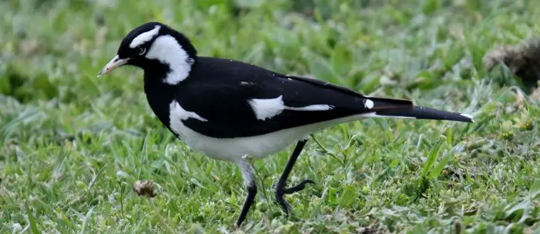 magpie lark (Grallina cyanoleuca)