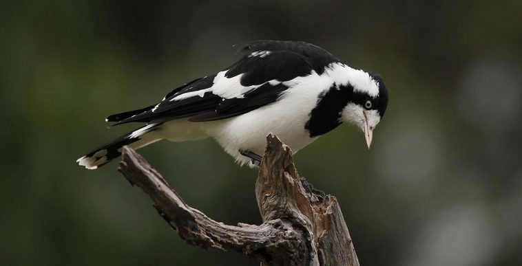 magpie lark (Grallina cyanoleuca)