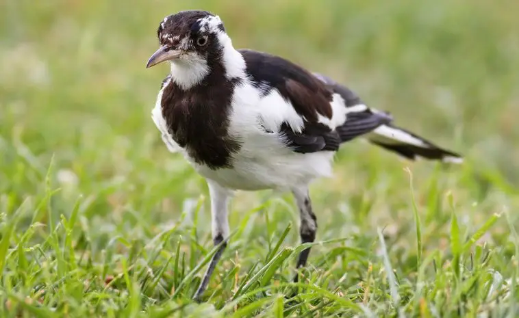 magpie lark (Grallina cyanoleuca)
