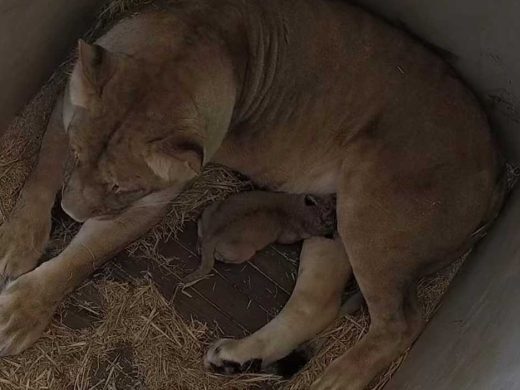 Monarto Safari Park Lion Cub