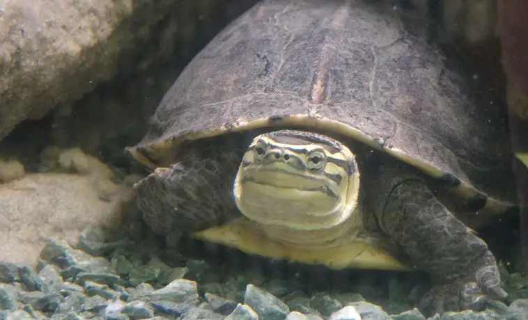 Amboina Box Turtle