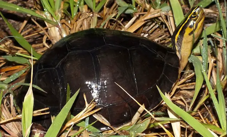 Amboina Box Turtle