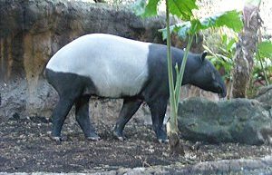 Malayan Tapir