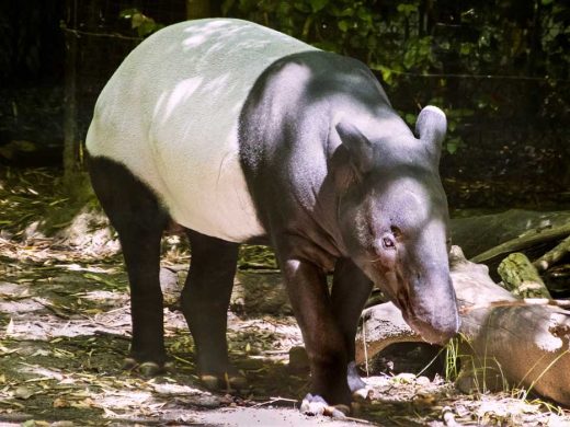Malayan Tapir Bintang Passes Away at Woodland Park Zoo