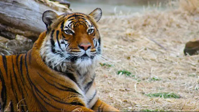 Malayan Tiger (Panthera tigris jacksoni)