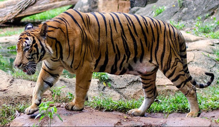 Malayan Tiger (Panthera tigris jacksoni)