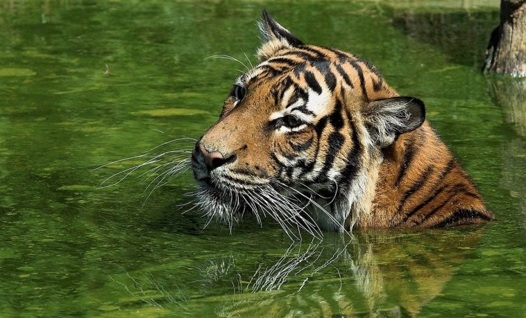 Malayan Tiger (Panthera tigris jacksoni)