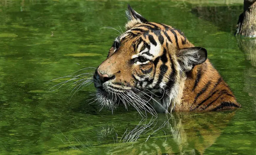 Malayan Tiger | The Animal Facts | Appearance, Diet, Habitat, Behavior