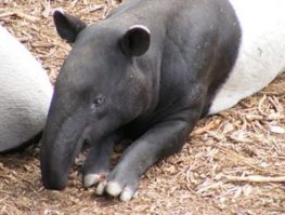 Malayan Tapir