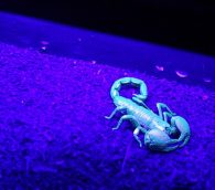 Malaysian forest scorpion