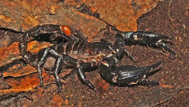 Malaysian forest scorpion