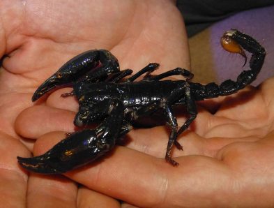 Malaysian forest scorpion