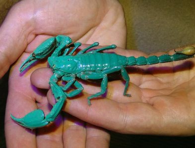 Malaysian forest scorpion