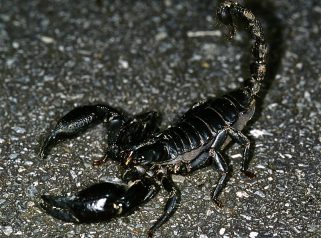 Malaysian forest scorpion