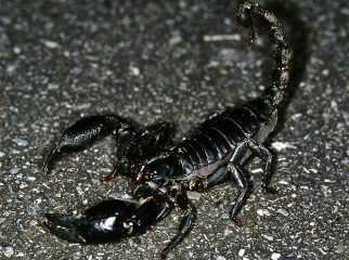 Malaysian forest scorpion