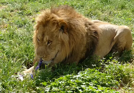 monarto zoo birthday parties