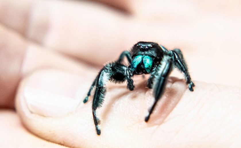 Regal Jumping Spiders Arrive at ZSL London Zoo