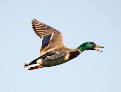 mallard