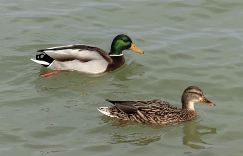 mallard