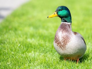 mallard