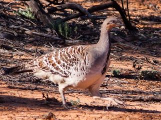 malleefowl