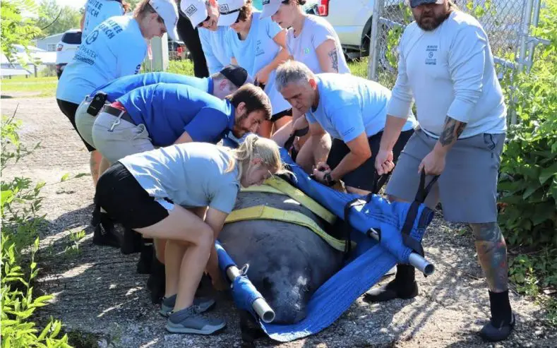 Manatee Release Jacksonville Zoo