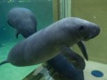 Rescued Manatees Moved to Columbus Zoo